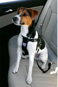 Postroj pes Bezpečnostní do auta S Zolux