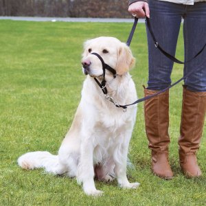 Postroj Trixie TOP TRAINER výcvikový M 27cm - VÝPRODEJ